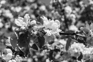 la photographie sur thème magnifique fruit branche Pomme arbre avec Naturel feuilles en dessous de nettoyer ciel photo