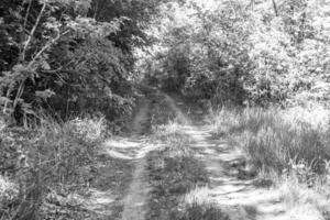 photographie sur le thème beau sentier dans les bois de feuillage sauvage photo