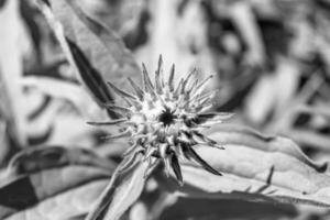 Belle fleur sauvage aster faux tournesol sur fond prairie photo