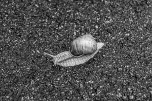 gros escargot en coquille rampant sur route mouillée dépêchez-vous à la maison photo