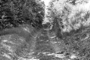 photographie sur le thème beau sentier dans les bois de feuillage sauvage photo