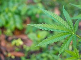 fermer de cannabis plante croissance à en plein air marijuana cultiver. le texture de marijuana feuilles. espace pour texte. concept de cannabis plantation pour médical photo