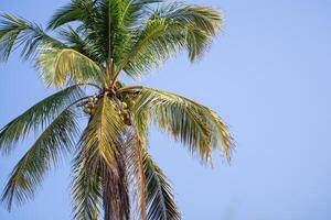 le noix de coco arbre avec bleu ciel comme une magnifique Contexte. espace pour texte photo