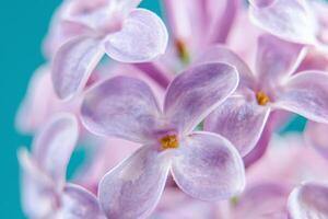 délicat lilas fleurs proche en haut. printemps Naturel Contexte photo