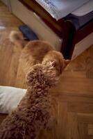 une rouge chat et une cockapoo sont combat contre le Contexte de une lit couvert avec papier carton à protéger de animaux domestiques photo