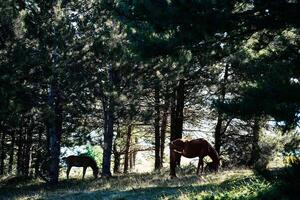 une cheval broute dans une champ entouré par insectes dans le brillant lumière photo