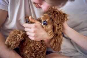 sept mois vieux cockapoo fille doucement mord sa les propriétaires main, fermer photo