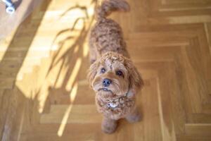 curieux cockapoo fille regards en haut à le caméra photo