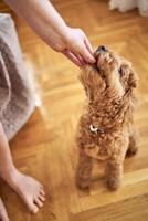 cockapoo mange une traiter, fermer photo