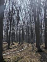 des arbres dans le parc. l'automne dans le parc photo