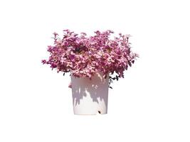 lilas fleurs dans une vase avec blanc bg photo