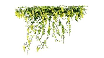 lierre et fleur vigne vert plante feuilles tropique suspendu, escalade isolé sur blanc Contexte photo
