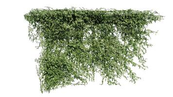plante et fleur vigne vert lierre feuilles tropique suspendu, escalade isolé sur transparent Contexte photo