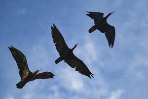 en volant nord chauve ibis, géronticus eremita, dinde photo