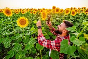 agriculteur est permanent dans le sien tournesol champ lequel est dans fleurir. il est examiner le progrès de le les plantes. photo