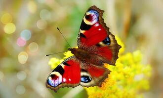 magnifique et coloré papillon sur le fleur photo