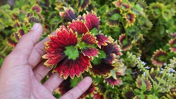 coleus, peint ortie, coleus Blumei, plectranthus scutellarioides, solénostémon scutellarioides. main émouvant brillant fragile feuilles de coleus plante croissance dans jardin. photo