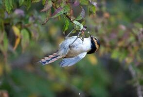 épine à queue Rayadito oiseau en mangeant à l'envers vers le bas photo