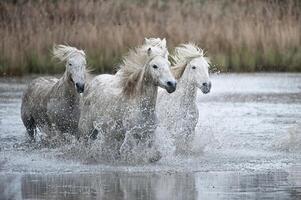 camargue les chevaux fonctionnement dans une le marais, bouches du Rhône, France photo