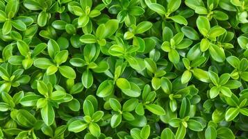 ai généré proche en haut vert haie mur texture avec petit feuilles dans jardin éco à feuilles persistantes Contexte photo