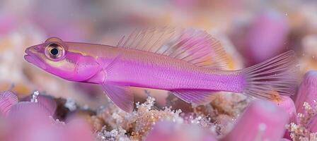 ai généré Royal gramma poisson nager parmi vibrant corail récifs dans une eau salée aquarium réglage photo