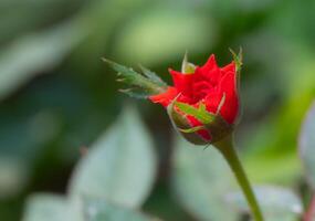 gros plan petite rose nommée rose de Damas, couleur rose ancienne, montrant des pétales et des couches de fleurs, lumière naturelle, piscine photo