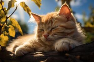ai généré fermer de une mignonne gingembre chaton en train de dormir en plein air, chat mensonge sur une arbre branche sur une ensoleillé journée photo