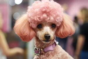 ai généré chien toilettage, marrant animal caniche avec rose coiffure dans animal de compagnie beauté salon photo