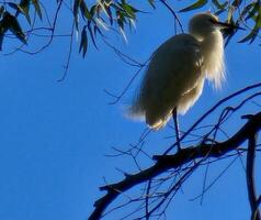 blanc héron commun aigrette avec perché sur une arbre. photo