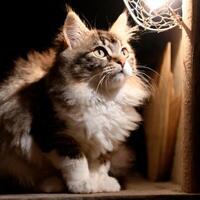 ai généré adorable chaton en train de regarder une lampe photo