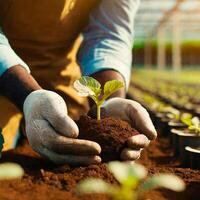 ai généré agricole ouvrier plantation Nouveau la vie dans une serre photo