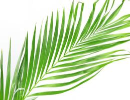 tropical vert paume feuille isolé sur blanc Contexte photo