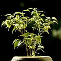 une plante d'intérieur dans un pot en argile avec un fond sombre photo