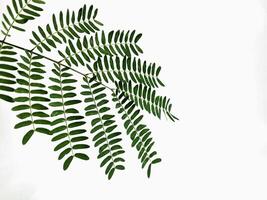 le vert pousse de parkia speciosa feuilles photo