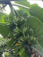 photo de banane arbre palier fruit