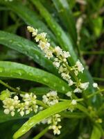 photo de le zodia plante ou évodie suaveolens