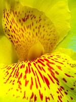 fleur fraîcheur taches rouges sur pétale fragile jaune vif de canna photo