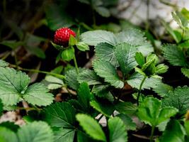 le faux fraisier pour couvre-sol dans le jardin photo