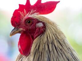 la poule potelée au pelage blanc photo