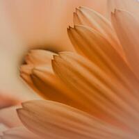 magnifique Jaune calendula dans le jardin, pot souci photo