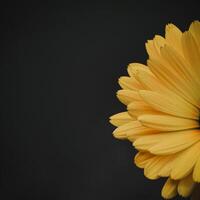 magnifique Jaune calendula dans le jardin, pot souci photo