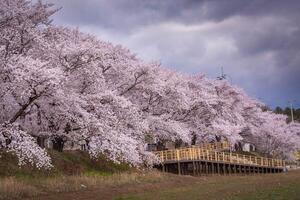 magnifique Lignes de Cerise des arbres le long de le bord de la route et Cerise fleurs dans plein Floraison dans gyeongju ville, Sud Corée photo