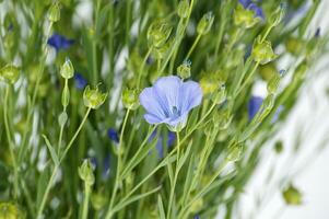 bleu lin fleur dans proche en haut plus de blanc Contexte photo