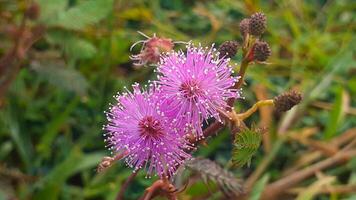 proche en haut de timide Princesse fleurs croissance dans le jardin photo