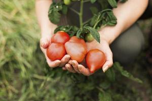 gros plan femme tenant des tomates. beau concept de photo de haute qualité