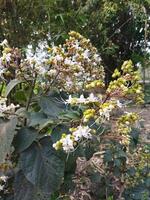 bhat arbre est une médicinal plante. le jus de ses feuilles supprime fièvre dans les enfants et est utilisé dans divers estomac problèmes photo