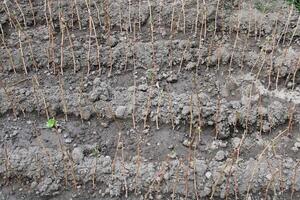 grain de raisin jeunes arbres dans le jardin. croissance les raisins photo