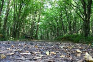 Istanbul Belgrade forêt. saleté route entre pin des arbres. endémique pin des arbres photo