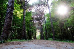 Istanbul Belgrade forêt. saleté route entre pin des arbres. endémique pin des arbres photo