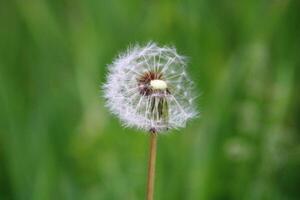 pissenlit fleur sur vert Contexte. taraxacum photo